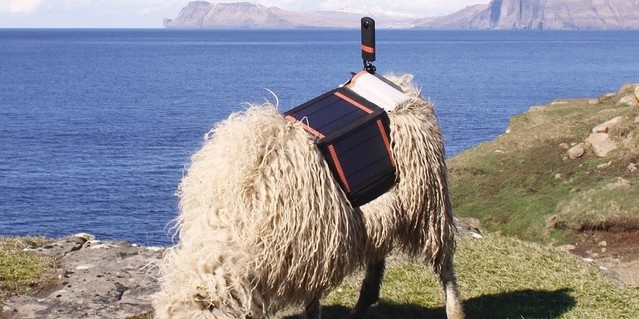 Google shepherds sheep to map remote Faroe Islands