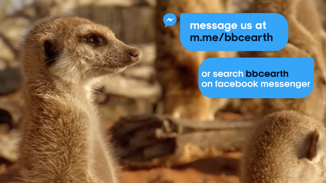 An inside look at BBC Earth's chatbot for the 'Real Happiness' project