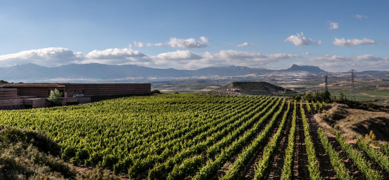Campo Viejo and Impero create interactive 360-degree tour of winery estate in Spain