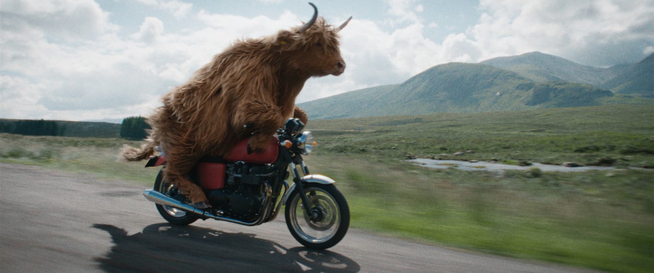 Virgin Media Wheels Out A Motorbike riding Highland Cow To Promote Fast 